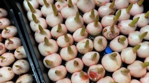 Первый опыт выгонки тюльпанов на гидропонике.Исправляем ошибки.