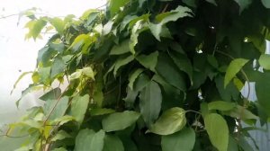 КЛЕМАТИС В ИЮНЕ//КРАСОТА//СОРТОВОЙ//БОЛЬШОЙ КУСТ//ВЫРАСТИЛА//СОРТОВОЙ КЛЕМАТИС