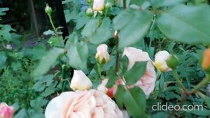 Роза Абрахам Дерби (Abraham Darby)  Великобритания, 1985