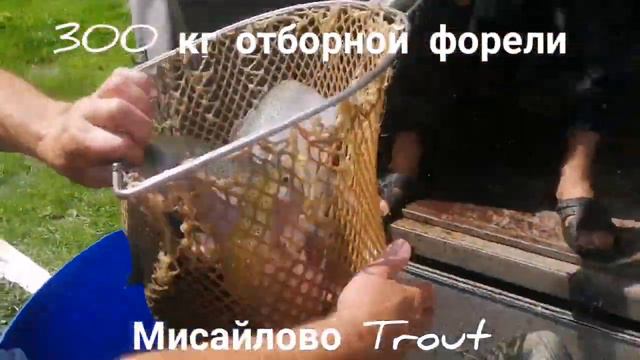 Мисайлово Trout. Приняли в садок отличную форель