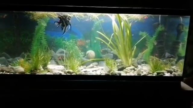 решила почистить аквариум смотреть онлайн