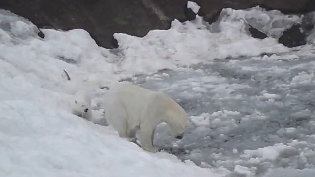 Polar bears - new cub and mother, in the Ranua Zoo at Lapland in Finland. смотреть онлайн