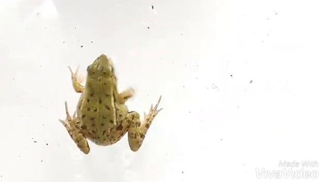 Прудовая зелёная #лягушка заглатывает туркменского таракана
green #frog swallows a cockroach