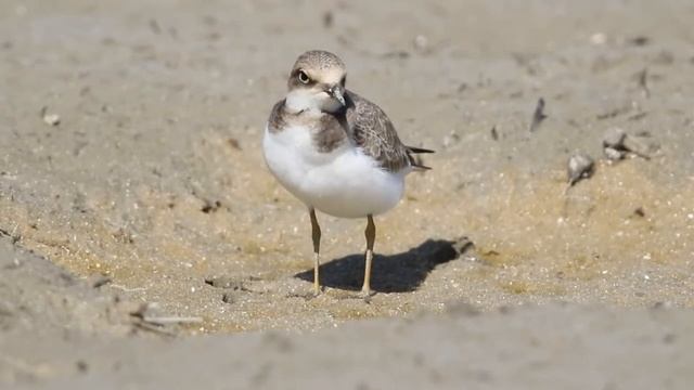 Молодой малый зуёк смотреть онлайн