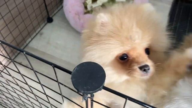 Щенки померанского шпица мини мишки и лисички ждут своих мам и пап! ? 89992121612