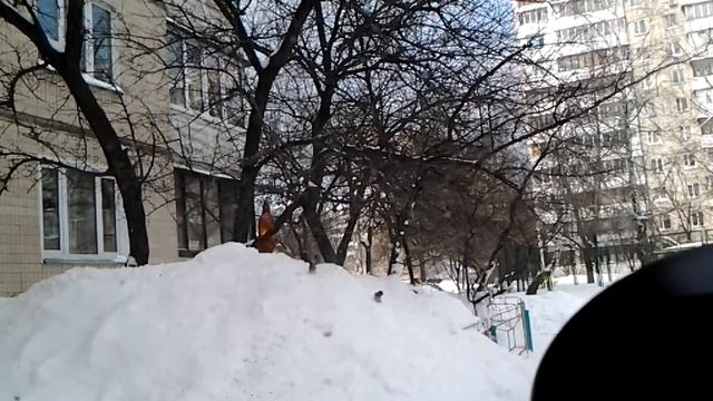 Киев, снег, снегирь. 24.03.2013. смотреть онлайн