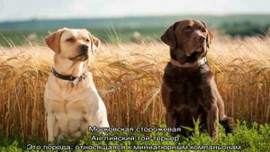 Собаки компаньоны: список пород для квартиры