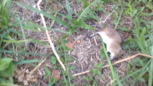 Фантик поймал мышь смотреть онлайн