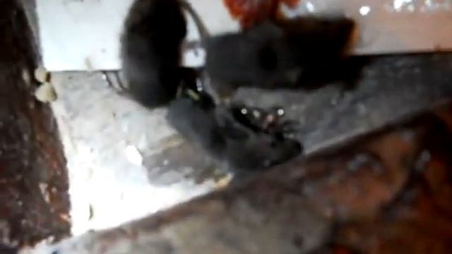 Мыши в квартире xvid смотреть онлайн