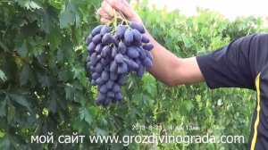 Виноград сорт Джовани