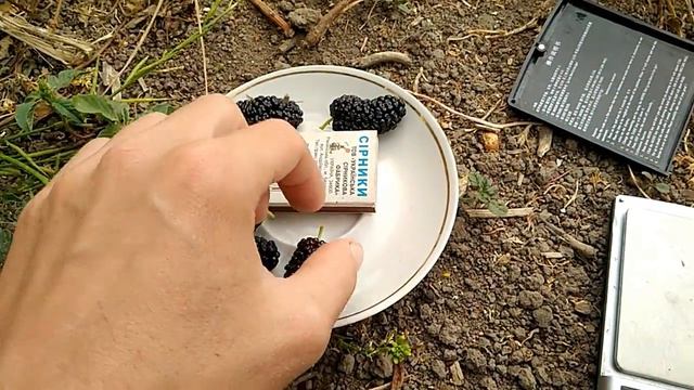 Шелковица Черный Принц
