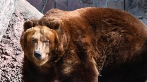 В Тайшетском районе медведь задрал человека