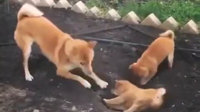 Мама собака учит рыть своих щенков смотреть онлайн