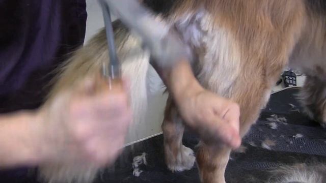 German Shepherd Deshedding | Pet Grooming Tutorial смотреть онлайн