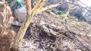 Зимовка червя. Хранение червя зимой