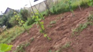 Уход за виноградом в 1 год жизни,в Ленинградской области.