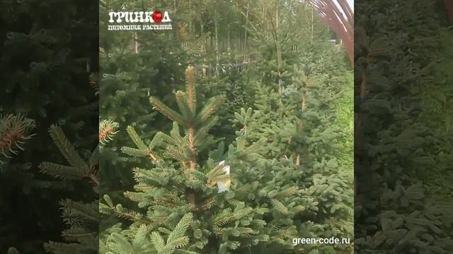 Ель глаука смотреть онлайн