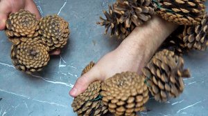 I picked up a huge pile of pine cones in the park and this is what came out, check it out!