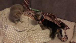 🐶 «БОРЬБА ЗА МЕСТО»🐶/Йоркширский терьер/Шотландский вислоухий кот/Смешные животные/Коты/Собаки/