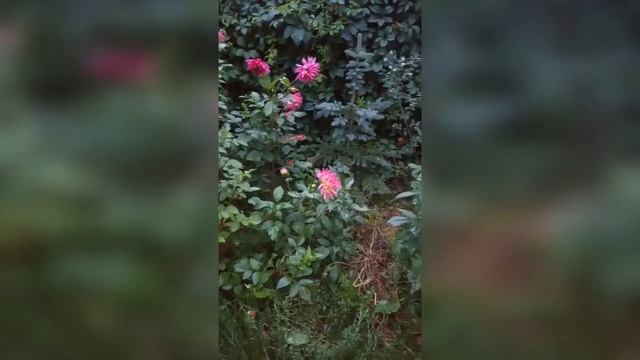 С. Есенин. "Тихий вечер". Читает Григорьева Н. Библиотека №17 смотреть онлайн