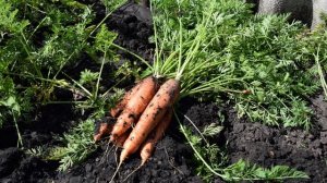 Когда копать морковь