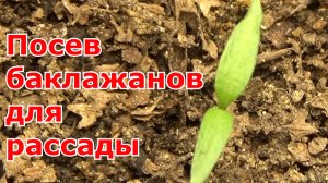 Посев баклажанов на рассаду пророщенными семенами: способы, сроки, уход.