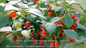 Перец Бразильский Острый Бикиньо – Biquinho. Его консервируют цельноплодным в крохотные баночки...
