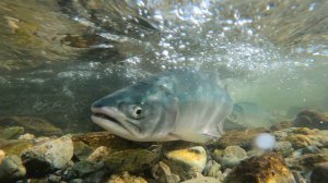 Горбуша идет на нерест. Дикий лосось.