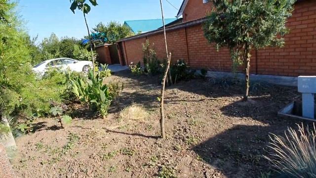 Павловния двухлетка возле дома смотреть онлайн