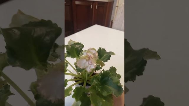 Ле-коко Шанель, распустилась новая молодая фиалка. vmzIY21qwSw смотреть онлайн