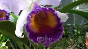 Цветение орхидей C. Labiata, Каттлея Голубой Рай, Lc. Dinard 'Blue Heaven'