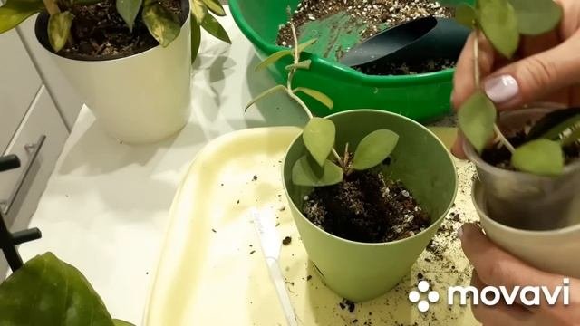КОМНАТНЫЕ РАСТЕНИЯ(ЦВЕТЫ).ЦВЕТОЧНЫЕ ДЕЛА.ПЕРЕСАДКА ХОЙ.