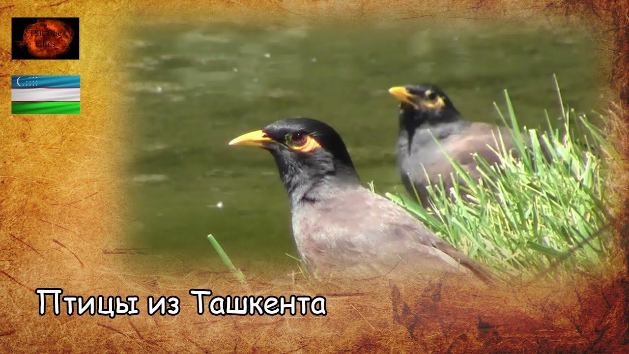 Птицы из Ташкента / Birds from Tashkent (2019) смотреть онлайн