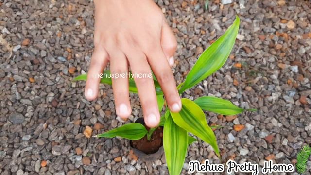 വിലക്കുറവിൽ വീണ്ടും ചെടികൾ|Online Sale|Aglaonema|Fern|Episcia|Begonia|Syngonium|Plant Sale 🌿🌿