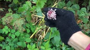 Собираем семена чеснока