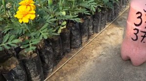 Чем подкормить чтобы цветы были большие, красивые и яркие. Как ускорить созревания цветов.