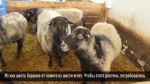 Романовская порода овец чешкой селекции на сербской ферме Matic Farm