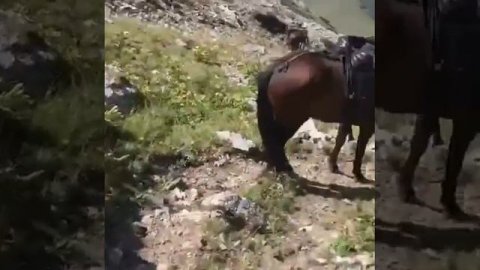 Кабардинская порода(10)