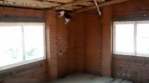 Ловкий кот ловит птицу