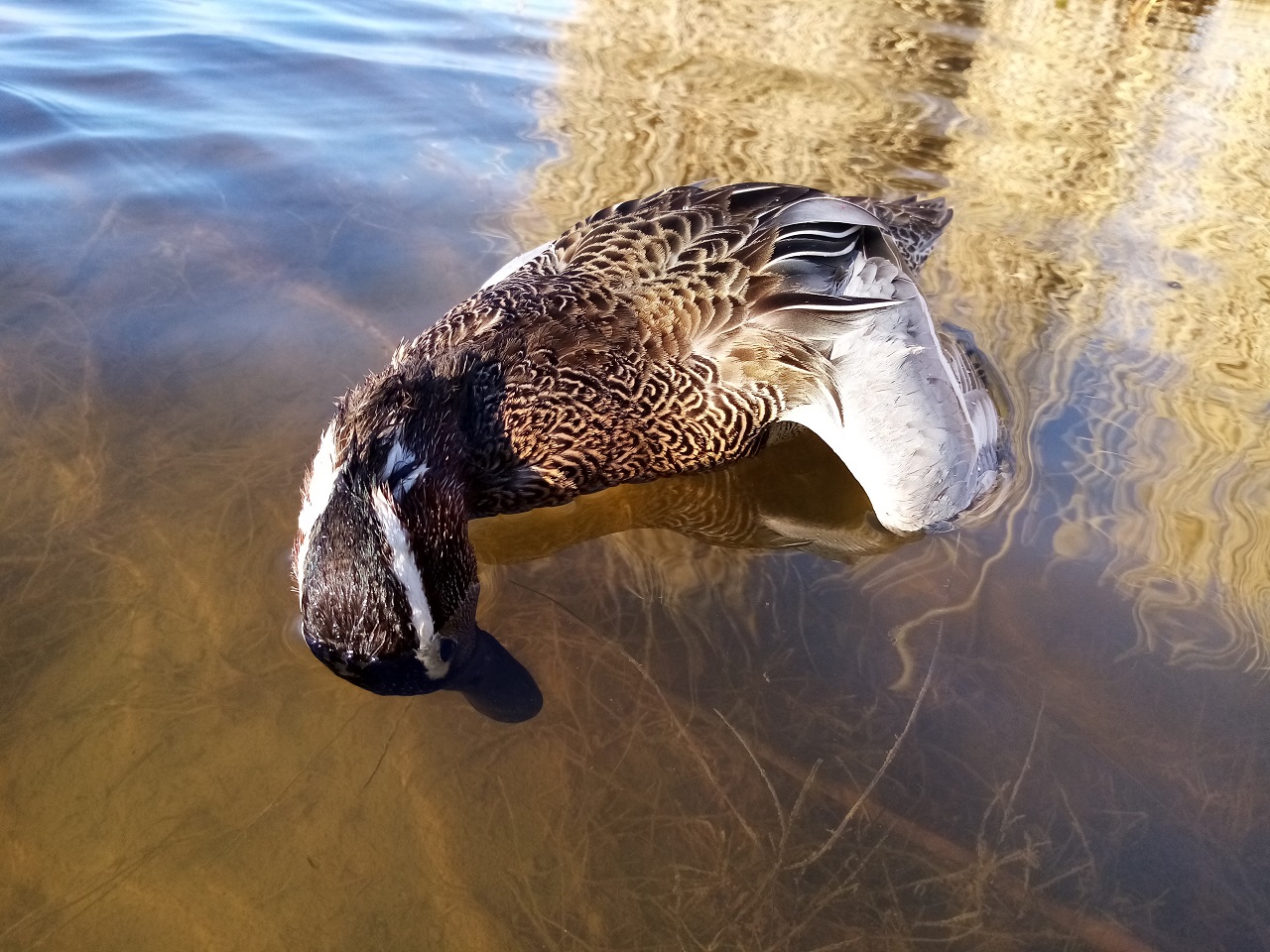 утка 2022. утка 2022. утка 2022. охота на гуся в воскресенске 2023. игрушка уточка 2022.