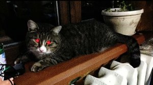 [пять ночей с Барсиком 2 ] Официальная песня под названием. БЕГИ!!!!!￼