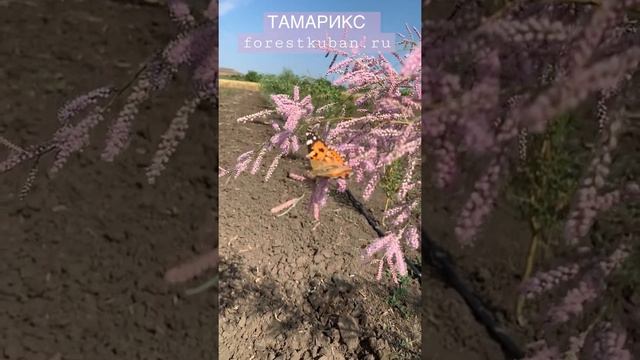 Тамарикс. Часть 2. В Динском питомнике forestkuban.ru