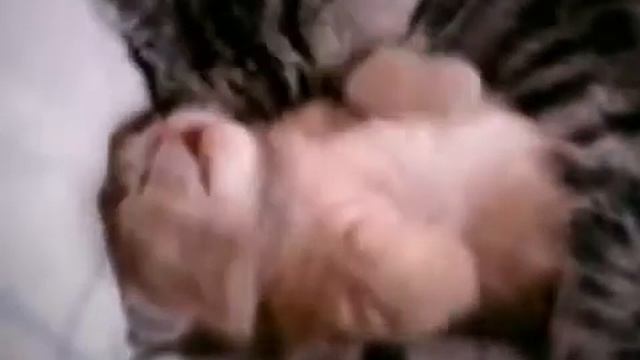 koshka obnimaet kotenka смотреть онлайн