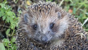 Ёж завтракает жуком-оленем. Пыхтит и чавкает