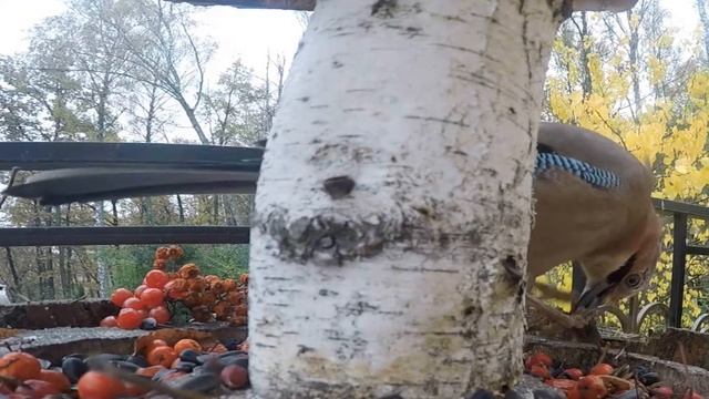 Кормушка №20 осенние сойки смотреть онлайн