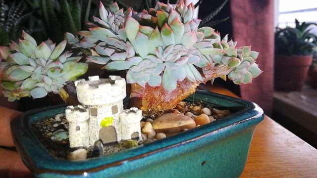 Echeveria Ariel Cristata смотреть онлайн