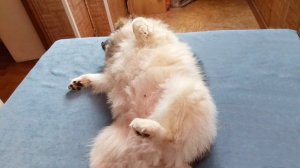 Сонные мокропузики :) Джоли чуть не проспала вкусняху.