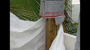 Укрываем бананы на зиму