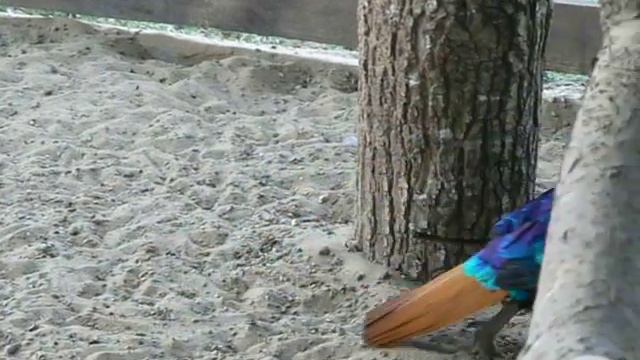 Olśniak himalajski (Lophophorus impejanus), Tokowanie olśniaka, Токование гималайского монала смотреть онлайн