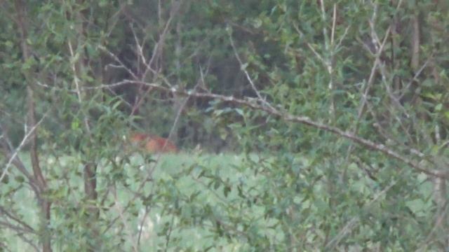 №91 Охота на самца косули. Выстрел в кадре. смотреть онлайн